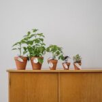How to Start a Small Herb Garden Indoors: A Simple Guide