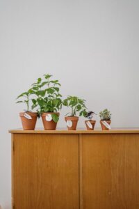 resized_33_api